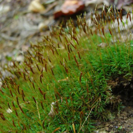 Atrichum altecristatum other