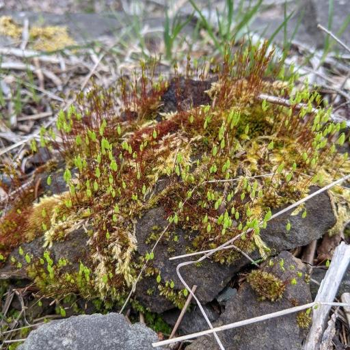 Pohlia nutans — search result for 'Iceland'