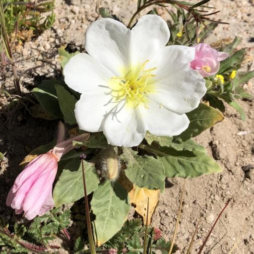 Oenothera deltoides other