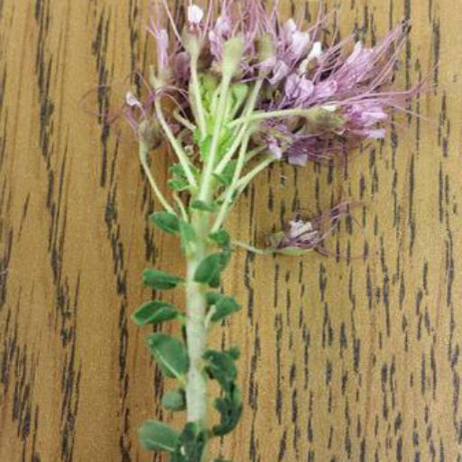 Cleome dodecandra — search result for 'Cleome'