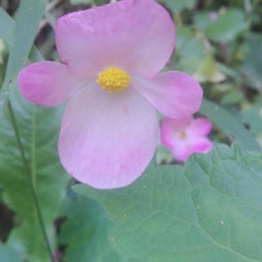 Begonia uniflora other