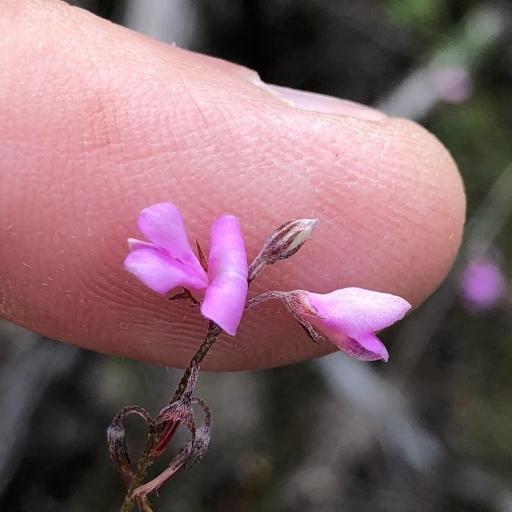 Indigofera angustifolia other