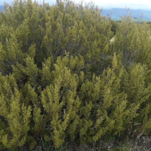 Halocarpus bidwillii other