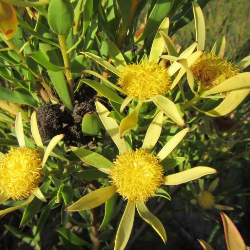 Leucadendron elimense other