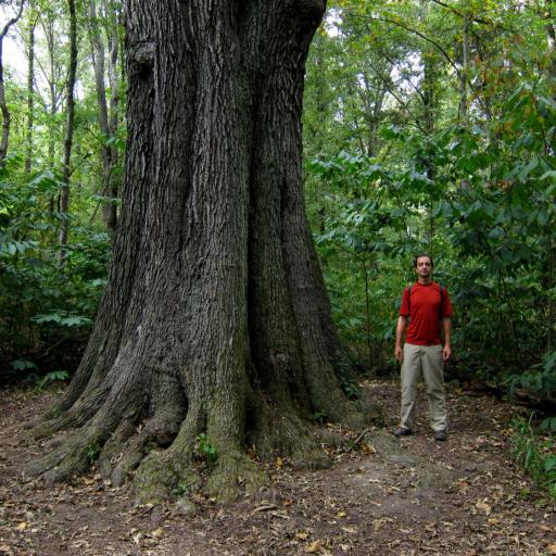 Quercus pagoda other