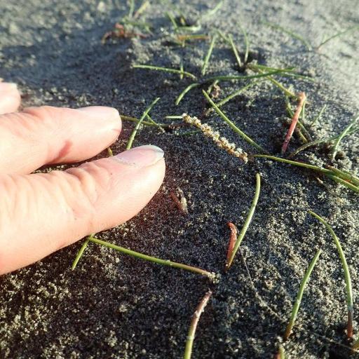 Triglochin striata other