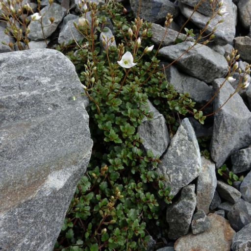 Veronica lyallii other