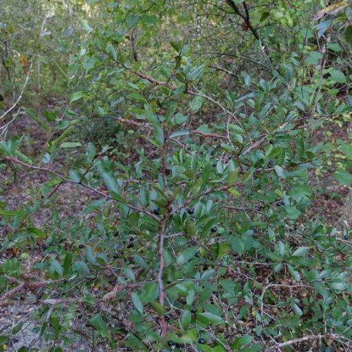 Sideroxylon tenax — houseplant care guide