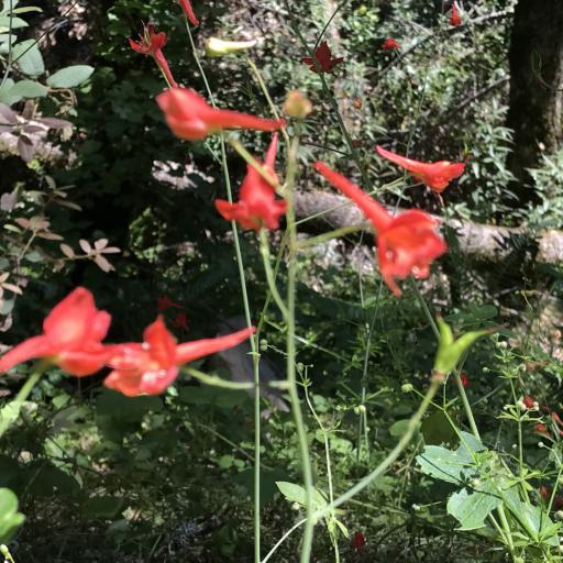 Delphinium nudicaule other