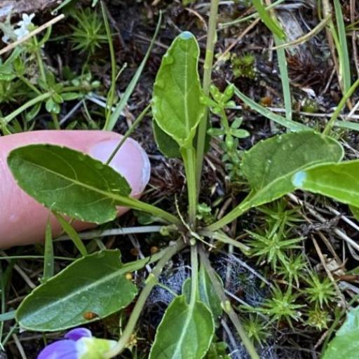 Viola betonicifolia other