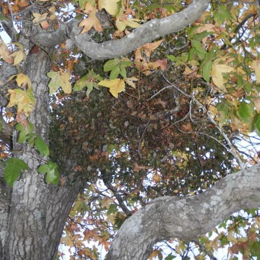 Ileostylus micranthus other