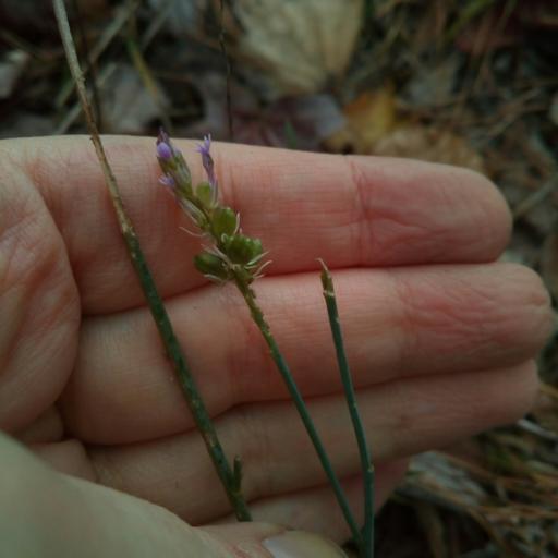 Polygala incarnata — search result for 'Polygalaceae'