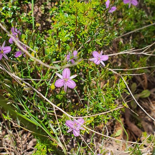 Thysanotus patersonii other