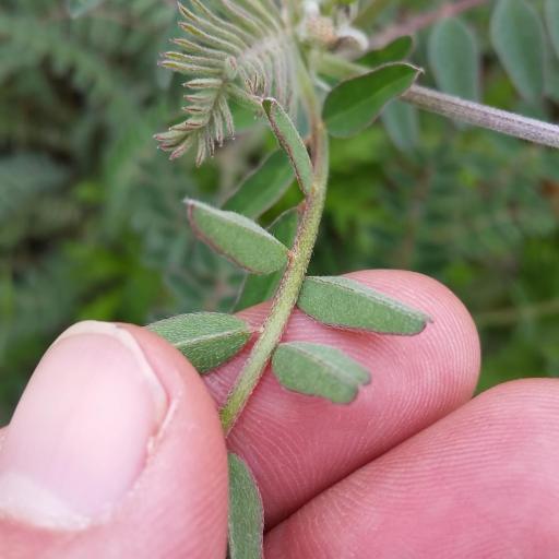 Astragalus trichopodus other