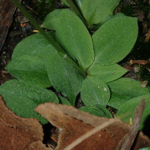 Pterostylis acuminata — related species from the same genus