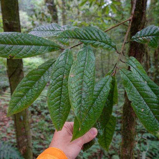 Symplocos glauca — houseplant care guide