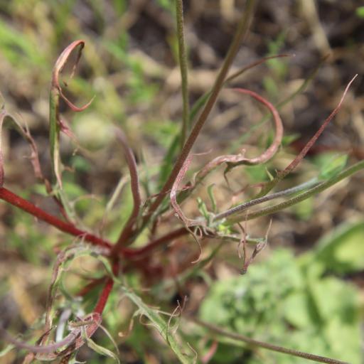 Microseris lindleyi other