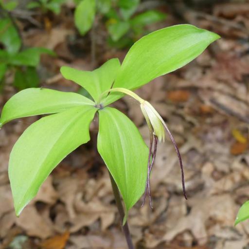 Isotria verticillata other