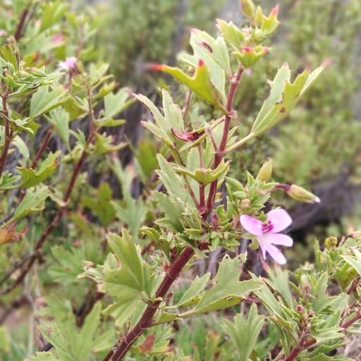 Pelargonium scabrum other