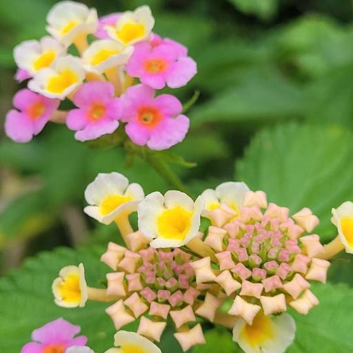 Lantana × strigocamara other