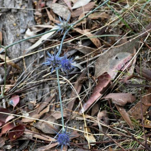 Eryngium ovinum other