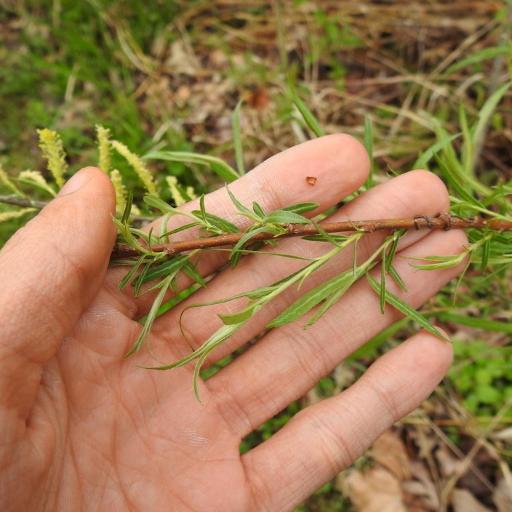 Salix interior other