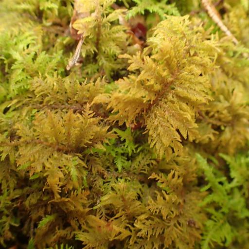 Thuidium Delicatulum other