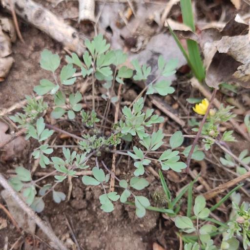 Leptopyrum fumarioides other