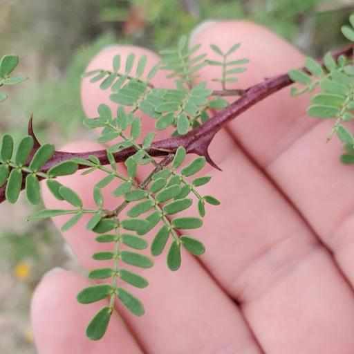 Mimosa texana — search result for 'Mimosa'