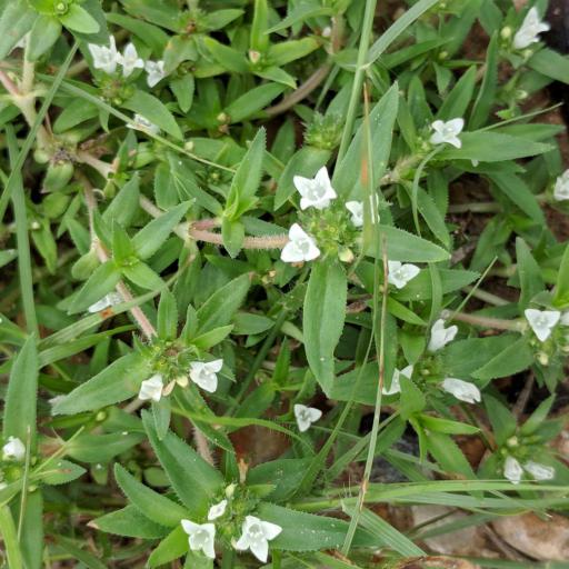 Richardia tricocca other