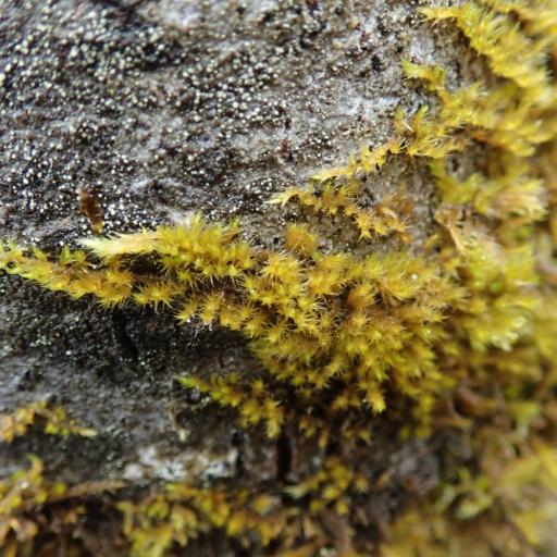 Homalothecium nuttallii other