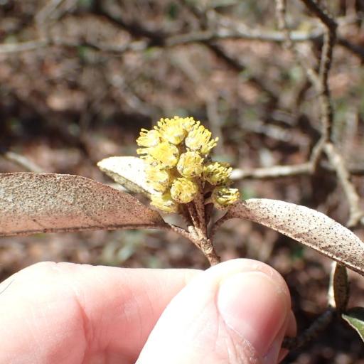 Croton alabamensis other