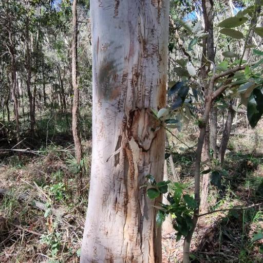 Eucalyptus racemosa — search result for 'Eucalyptus'