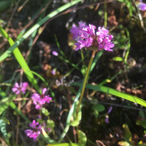 Valeriana congesta — search result for 'Valeriana'