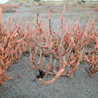 Salicornia quinqueflora