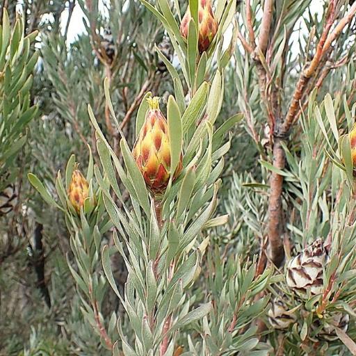 Leucadendron rubrum — search result for 'Leucadendron'