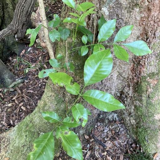 Didymocheton spectabilis other