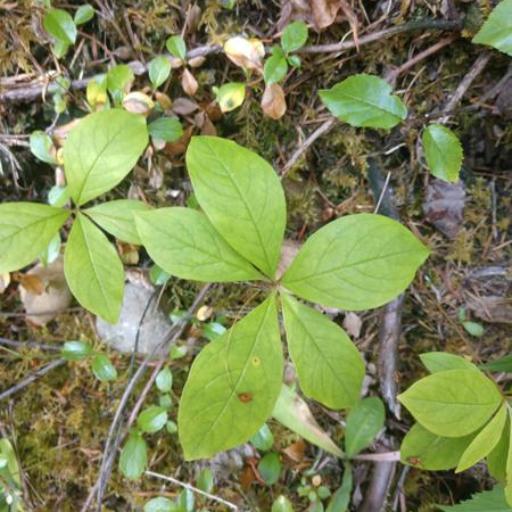 Lysimachia latifolia other
