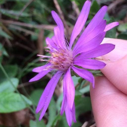 Symphyotrichum pratense — search result for 'Symphyotrichum'