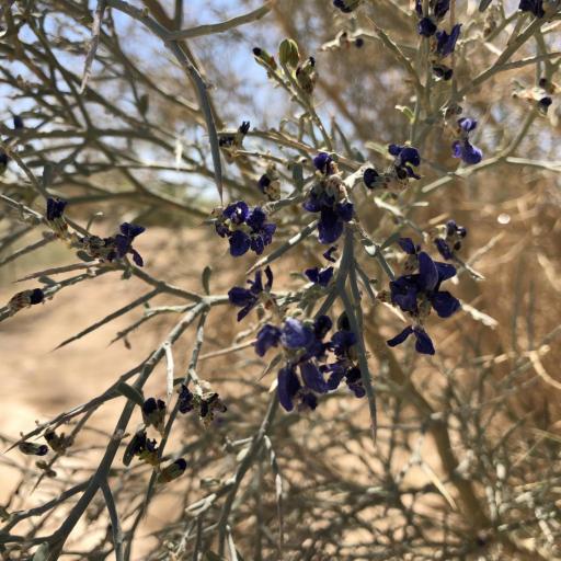 Psorothamnus spinosus other