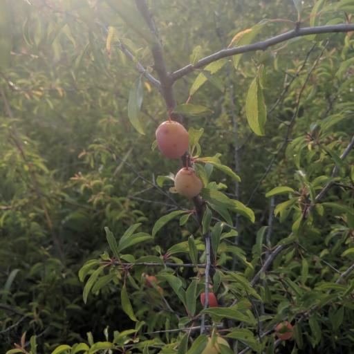 Prunus angustifolia — houseplant care guide