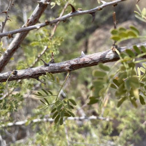 Senegalia greggii other