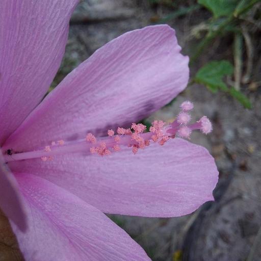 Hibiscus pedunculatus — houseplant care guide
