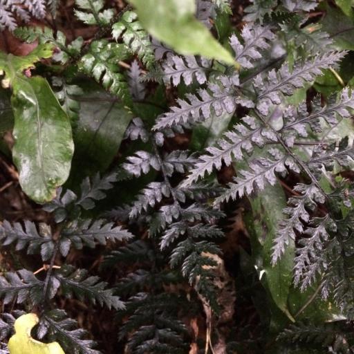 Polystichum neozelandicum other