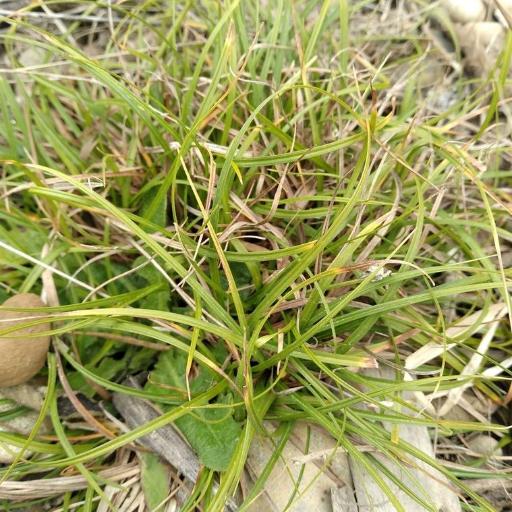 Carex breviculmis — houseplant care guide