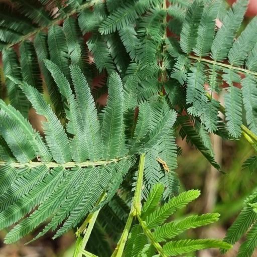 Acacia irrorata — houseplant care guide
