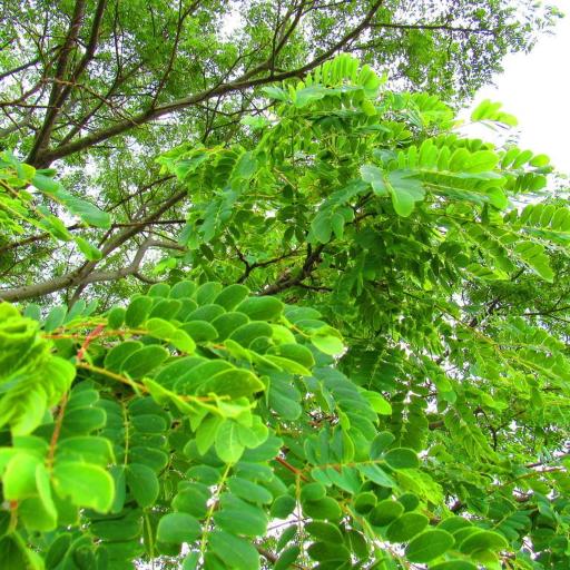 Hesperalbizia occidentalis other