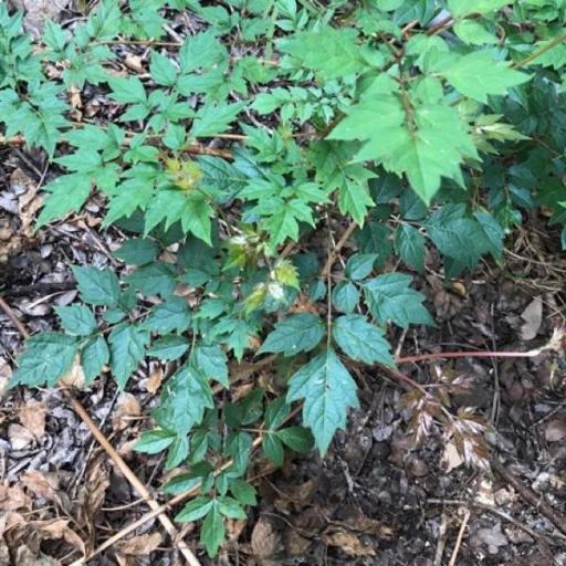 Nekemias arborea other