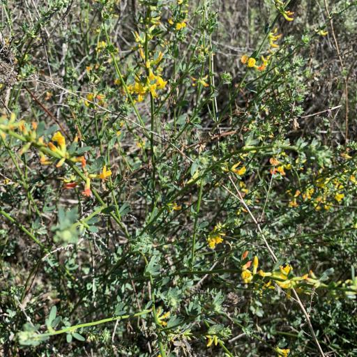 Acmispon glaber other