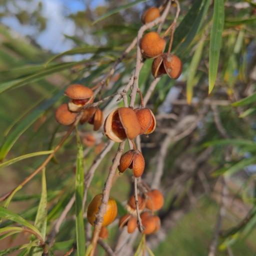 Pittosporum angustifolium other